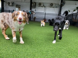 Fit & Go Pets