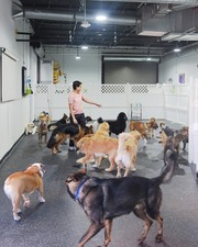 Dog Hotels Aventura
