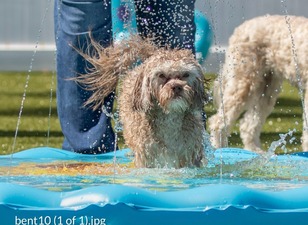 Chateau Poochie