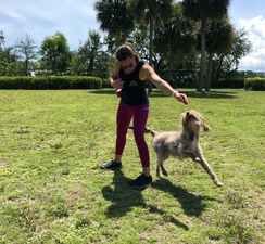 Petlover Central