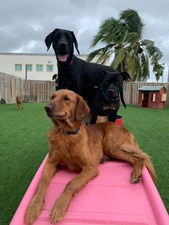Dogtopia of Boca Raton