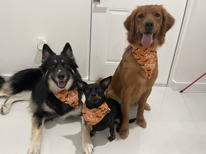 Camp Bow Wow