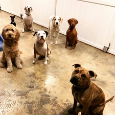 Pet Lounge Resort and Spa