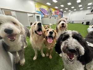 Wanderlust Dogs