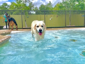 Lush Dog Resort