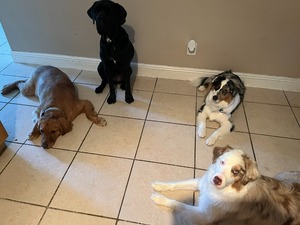 Waggy Resort