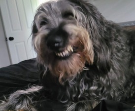 Bayshore Pet Grooming & Boarding