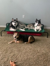 Dog Spot Hotel