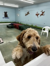 K9 Kampus