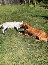 Camp Bow-Wow