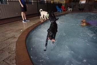 DogTown USA