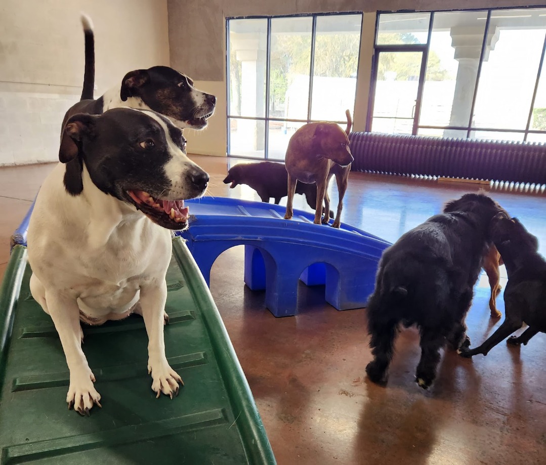 Happy Hound Dog Resorts Beach Blvd