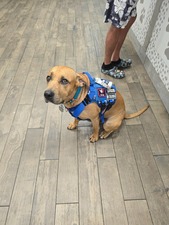 Pet Paradise Jacksonville University