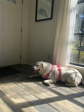 Boarding Buddy