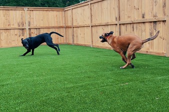 Happy Dog Resort