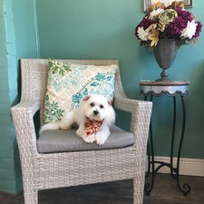 Cain's Dog House