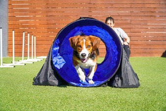 Paws 'n' Rec