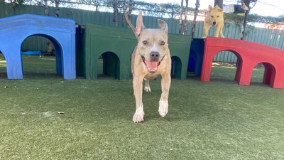 Paws 'n' Rec