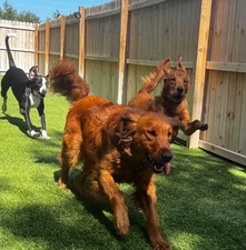 Sunny Days Pet Resort