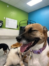 The Woof on Cortez