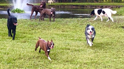 AAA Pet Resort
