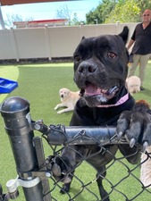 All American Pet Resorts