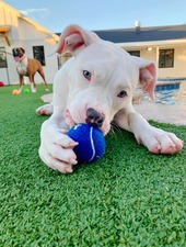 Pet Paradise Lakewood Ranch