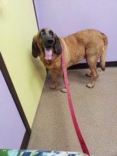 Coastal Animal Medical Center