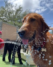 Camp Bow Wow Tampa