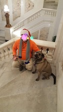 Bayshore Pet Resort