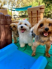 The Doggy Resort
