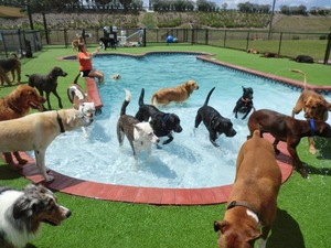 Happy Paws Orlando