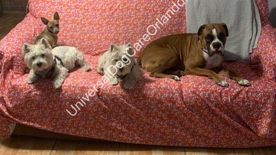 Universal Dog Care