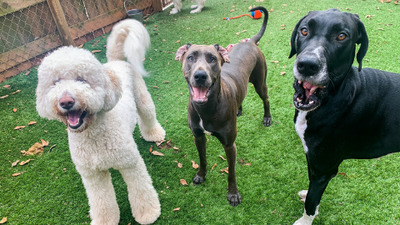 Bass Pet Resort