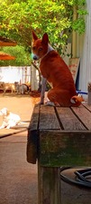 Pawsh Pet Resort & Spa