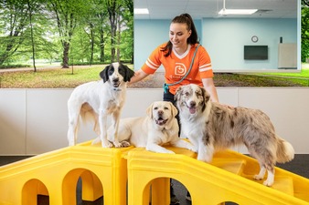 Dogtopia Orlando Downtown