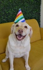 Bark Orlando