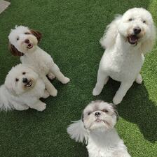 Hollywoof Pet Resort