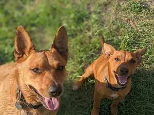 Parkway Pet Resort