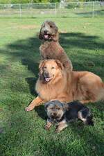 Happy Paws Ranch