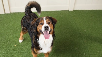 Camp Bow Wow - Naples